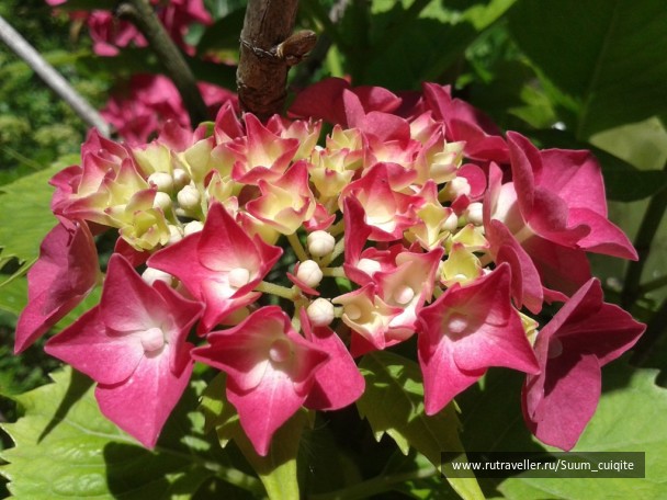 photo 1422044