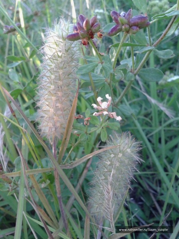 photo 1422065