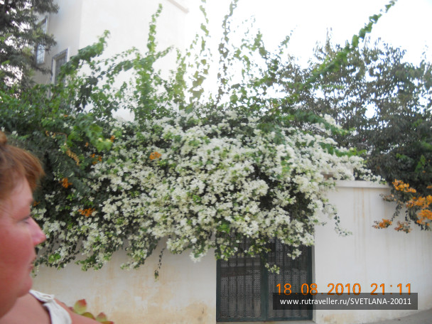 photo 25731