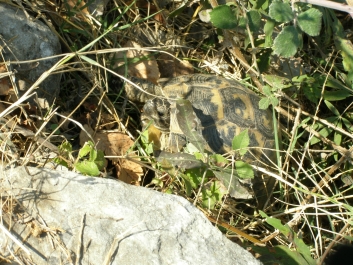 photo 885715