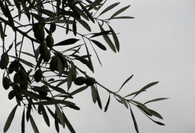 photo 335747