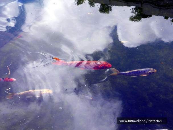 photo 331695