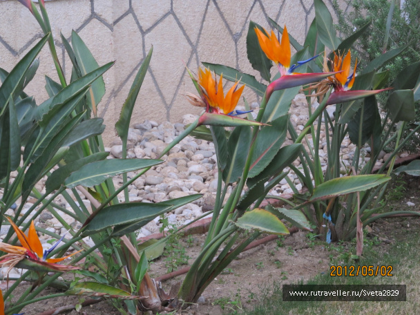 photo 341052