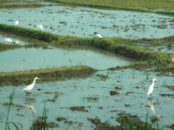 photo 723259