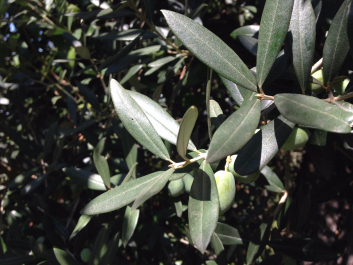 photo 1376361