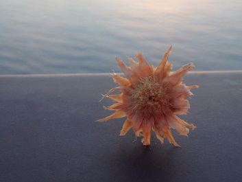 photo 1376368