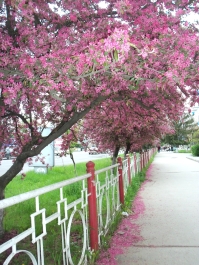 photo 1405443
