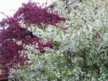 photo 1405444