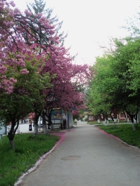 photo 1405445