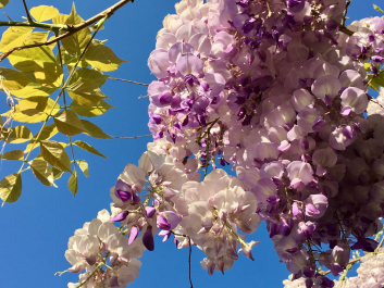 photo 1627336