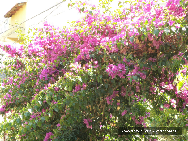 photo 509387