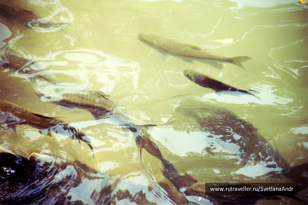 photo 318220