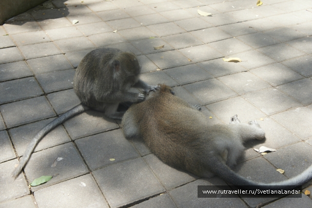 photo 958296