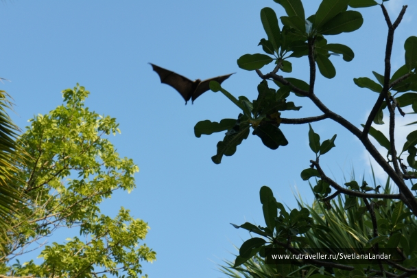 photo 958348