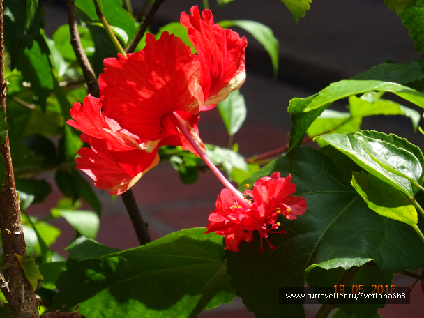 photo 1337155