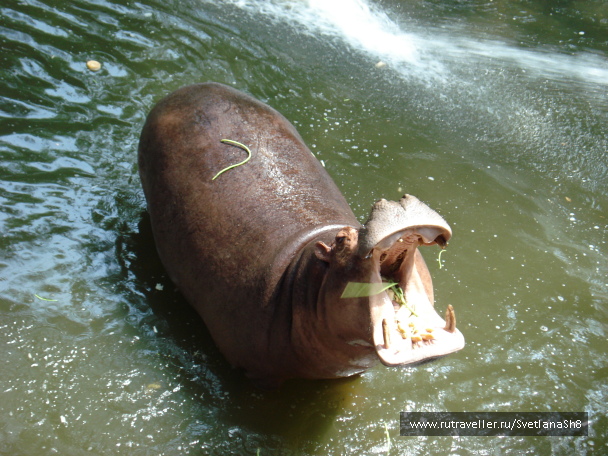 photo 1059898