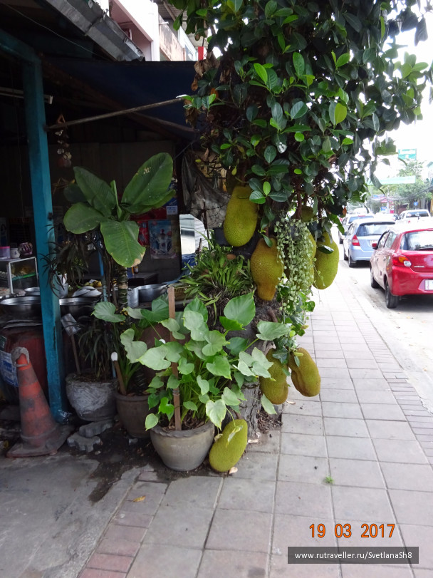 photo 1516278