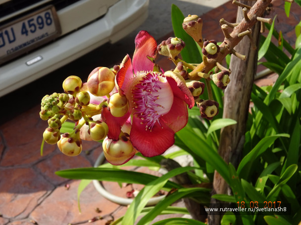 photo 1517161