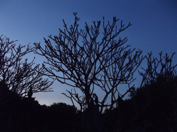 photo 207252