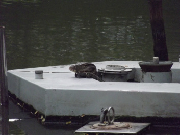 photo 207262