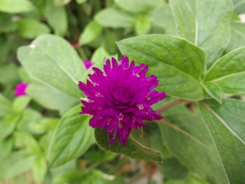 photo 207263