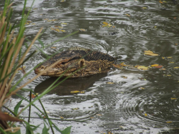 photo 207270