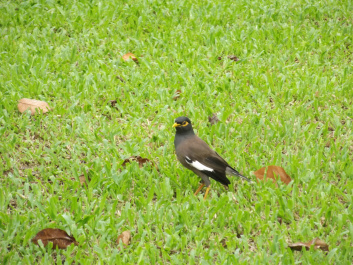 photo 207272