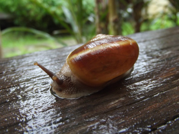 photo 207291