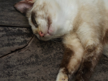 photo 207294