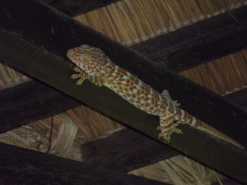 photo 207296