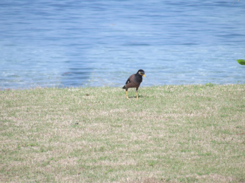 photo 207302