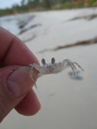photo 207308