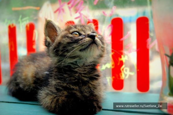 photo 1306160