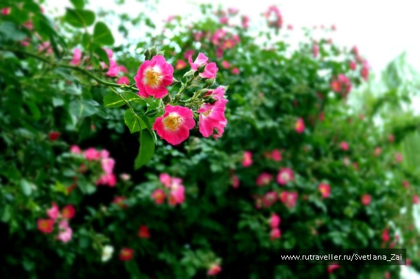 photo 1306769