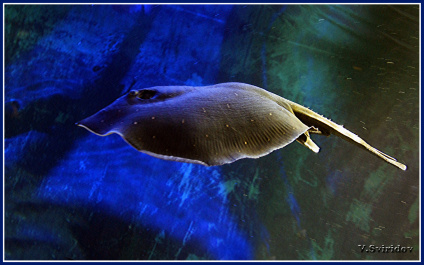 photo 427840