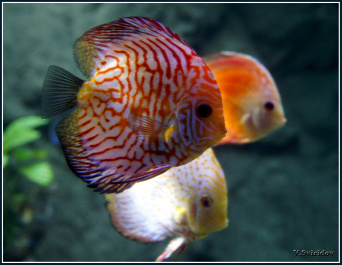 photo 445525