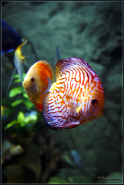 photo 486897