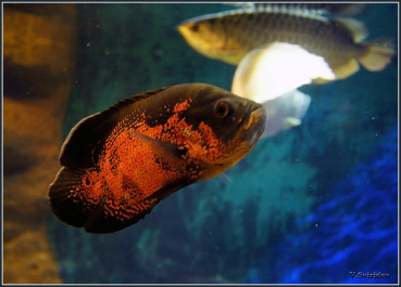 photo 498782