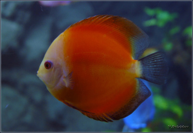 photo 499393
