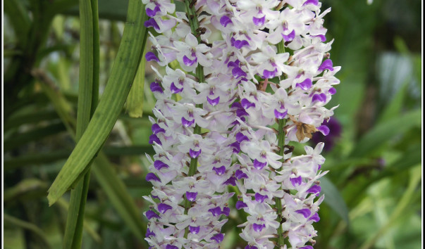Перадения. Королевский Ботанический сад. Орхидея (Rhynchostylis retusa)