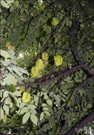 photo 449667