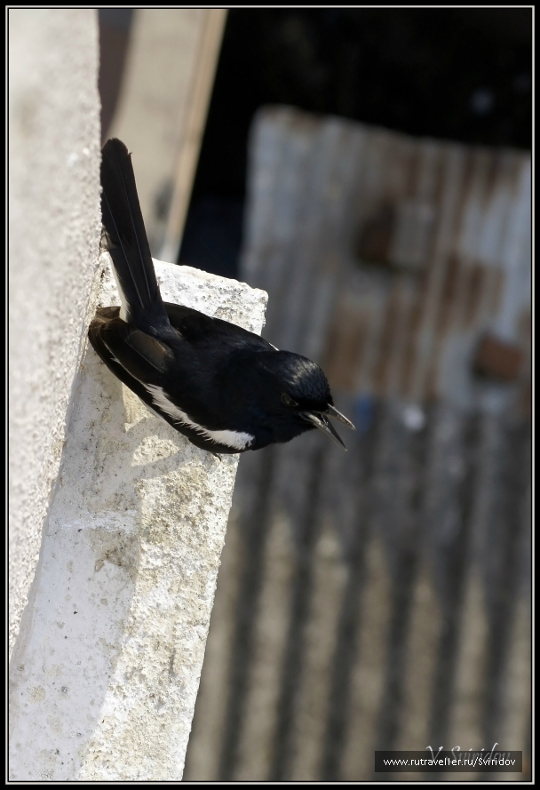 photo 738724
