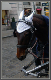 photo 381573