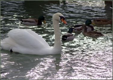 photo 672313
