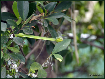 photo 439582