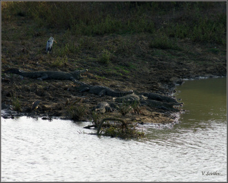 photo 391105