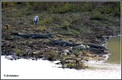 photo 422768
