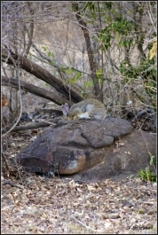 photo 740643