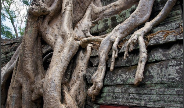 Камбоджа. Сием Рип. Храм Та Пром (Ta Prohm).