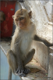 photo 979179